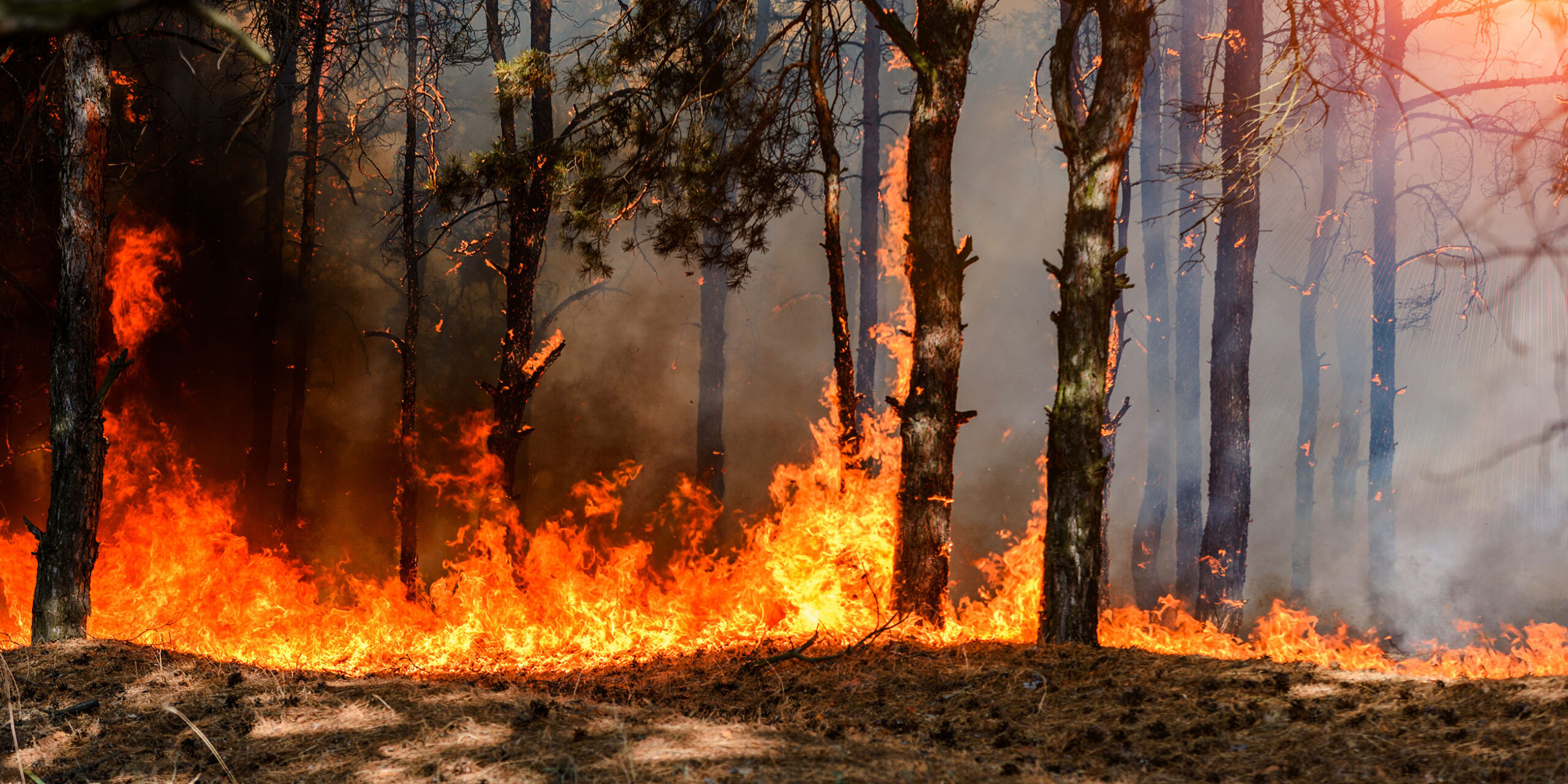 Wildfire